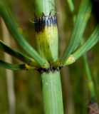 Equisetum ramosissimum