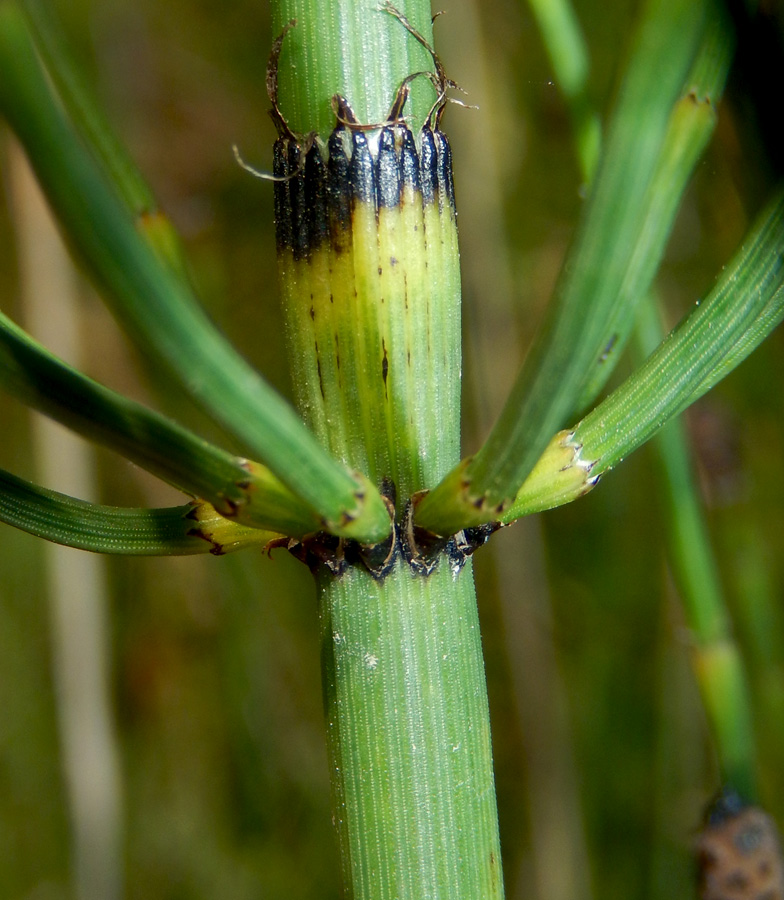 Изображение особи Equisetum ramosissimum.