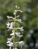 Platanthera bifolia