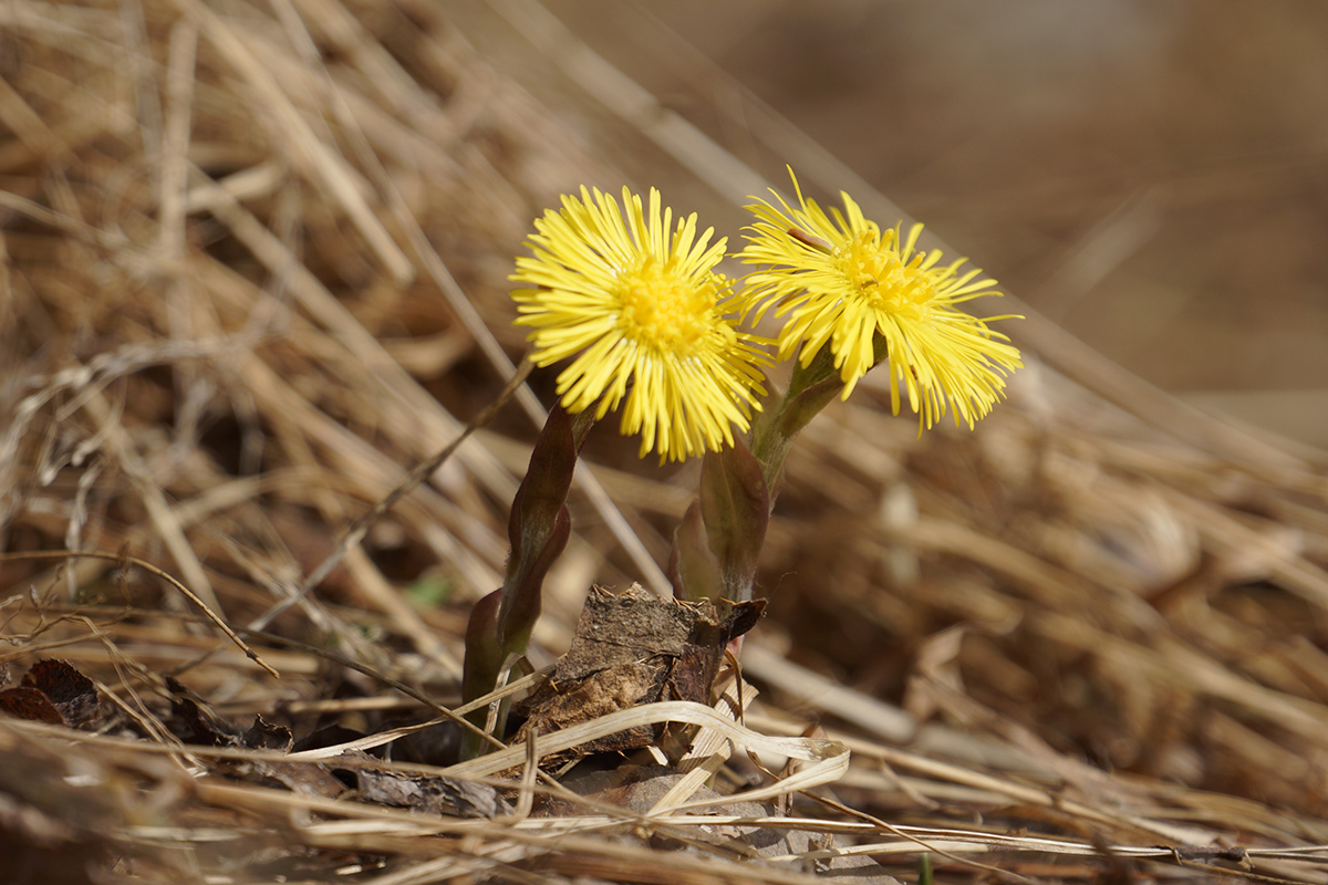 Изображение особи Tussilago farfara.