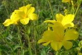 Linum flavum. Цветки. Пензенская обл., Лунинский р-н, окр. с. Белый Ключ, холм Чердак, луговая степь. 19 июня 2015 г.