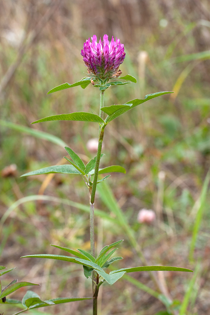 Изображение особи Trifolium medium.