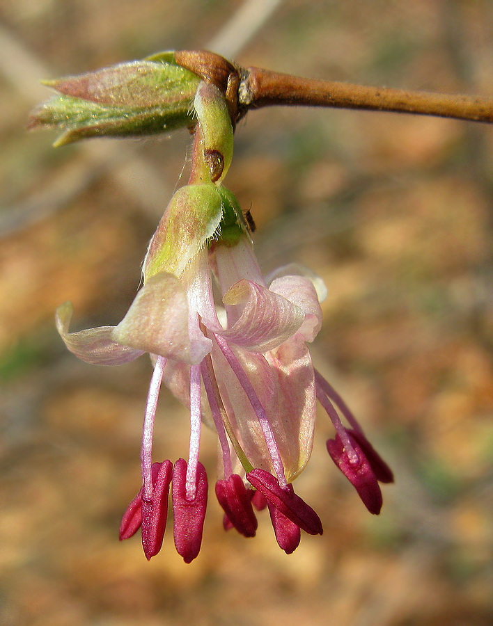 Изображение особи Lonicera praeflorens.