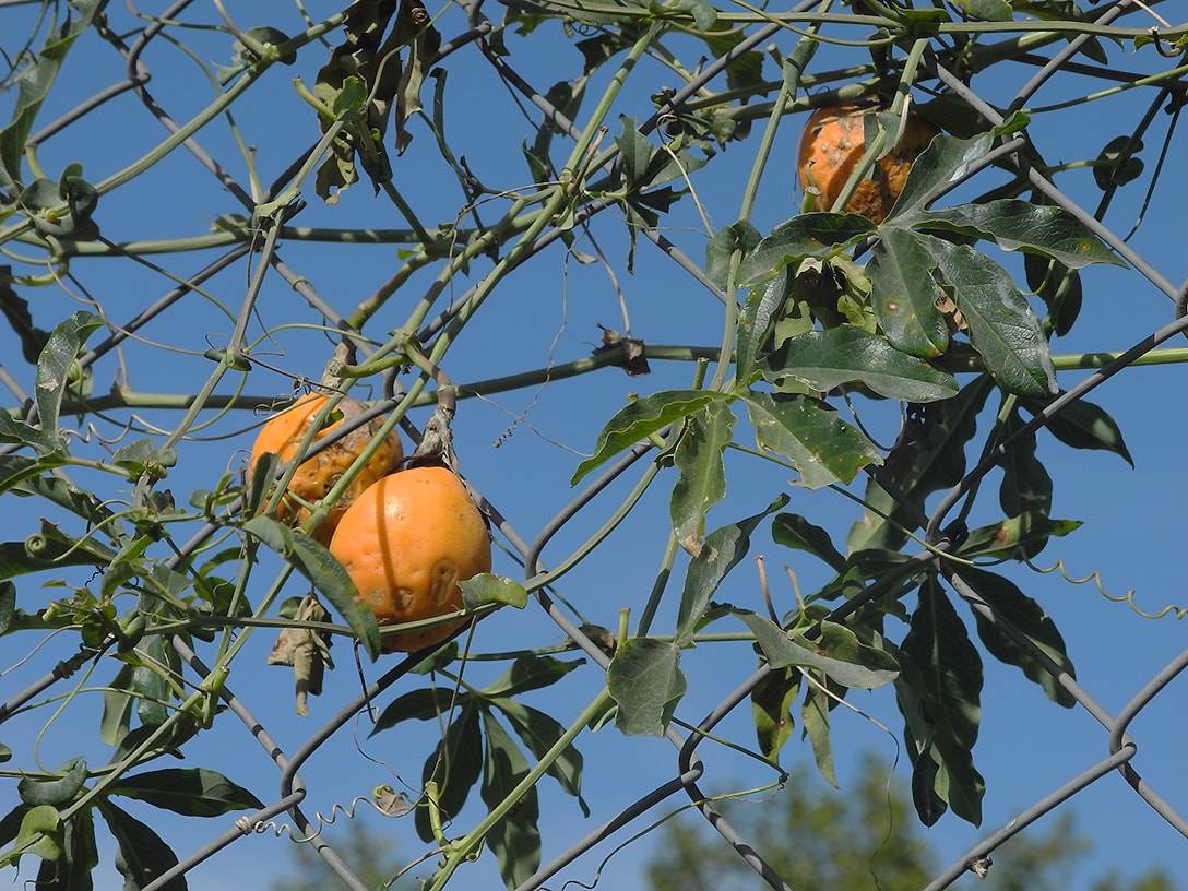 Image of Passiflora caerulea specimen.