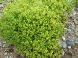 Honckenya subspecies major