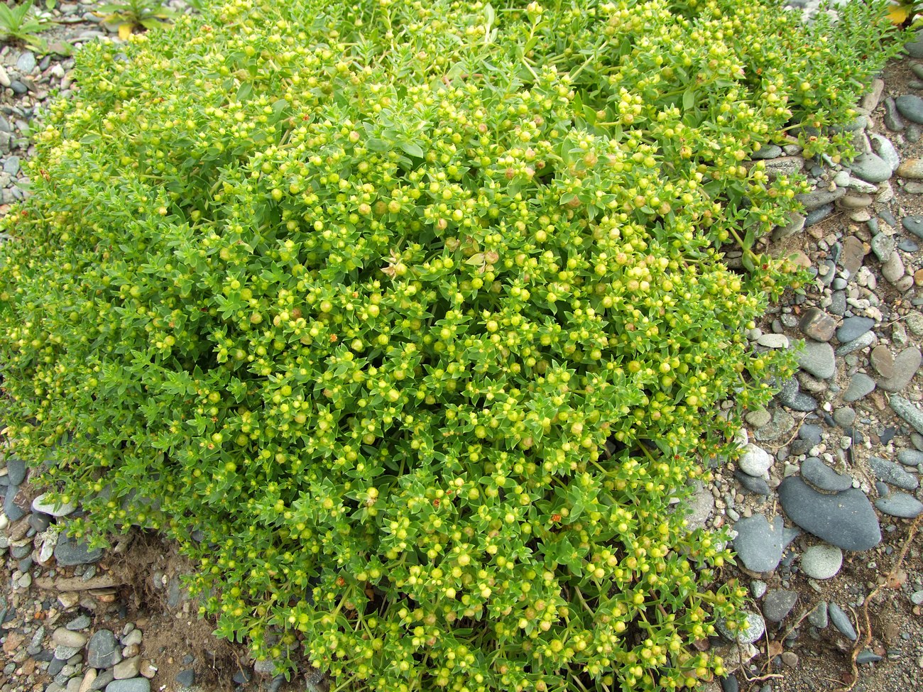 Image of Honckenya peploides ssp. major specimen.