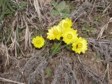 Adonis vernalis