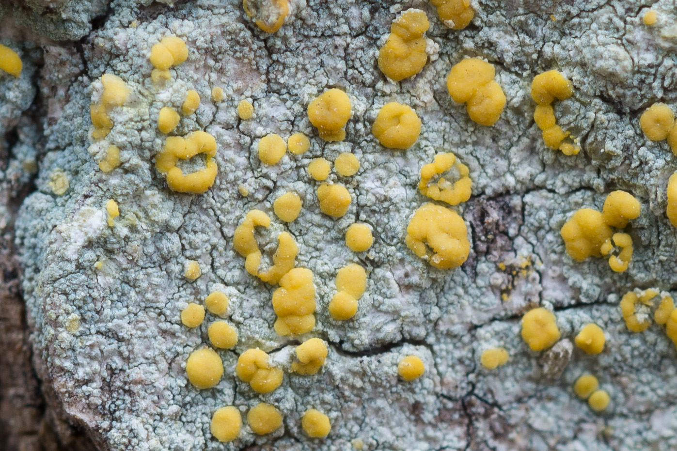 Изображение особи Lecanora symmicta.