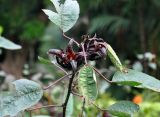 Hibiscus sabdariffa. Верхушка побега с плодами. Малайзия, Куала-Лумпур, в культуре. 13.05.2017.
