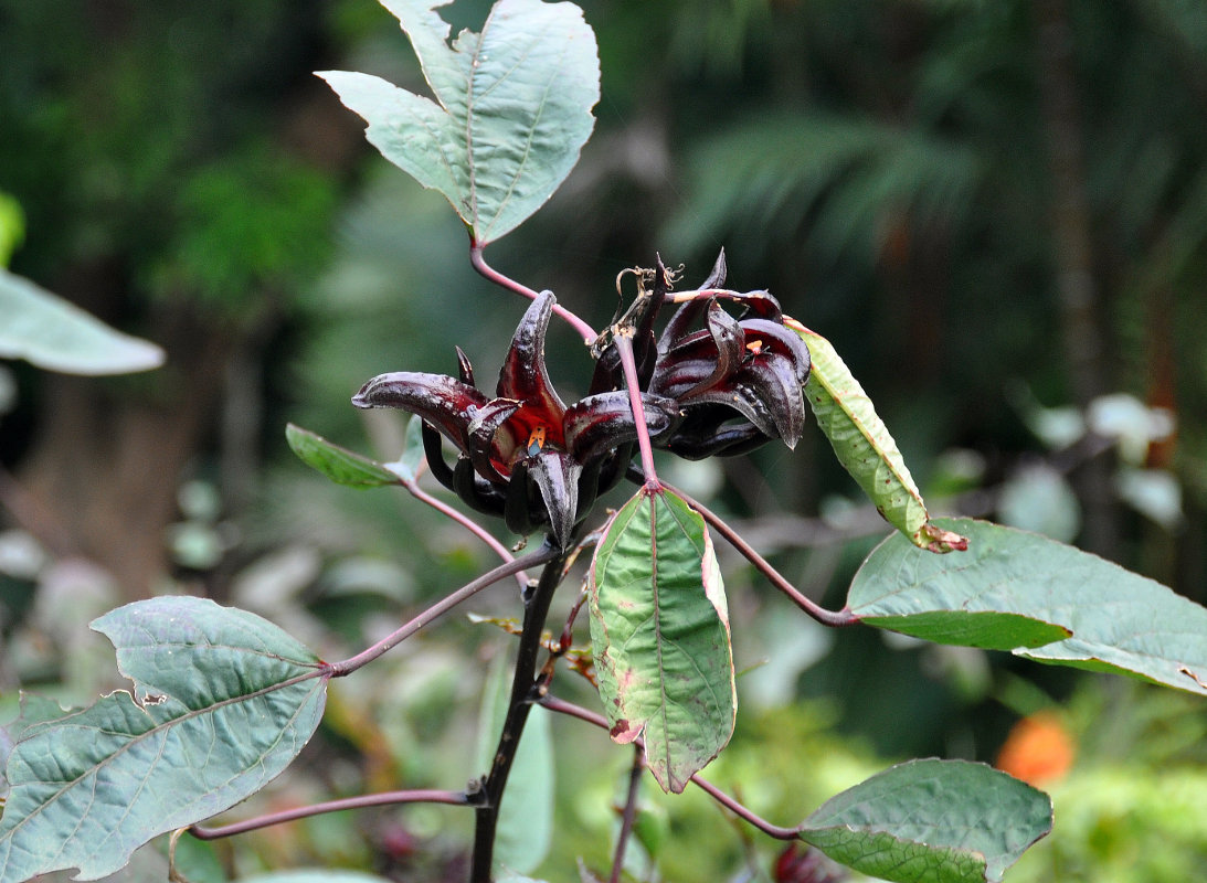 Image of Hibiscus sabdariffa specimen.