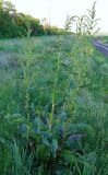 Rumex patientia