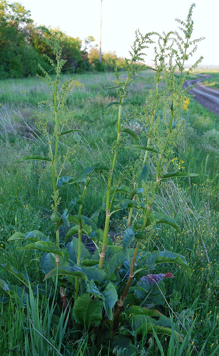 Изображение особи Rumex patientia.