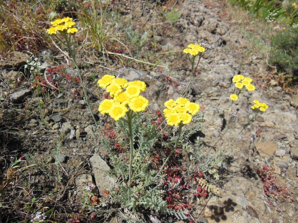 Image of Tanacetum aureum specimen.