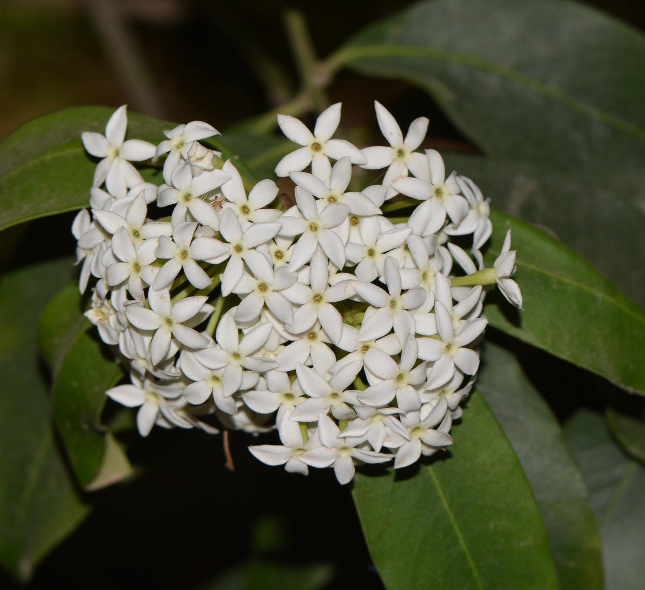 Image of Acokanthera oblongifolia specimen.