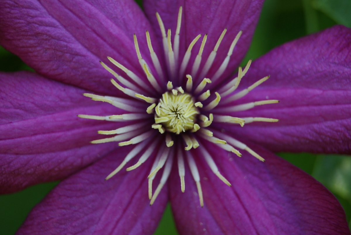 Изображение особи род Clematis.