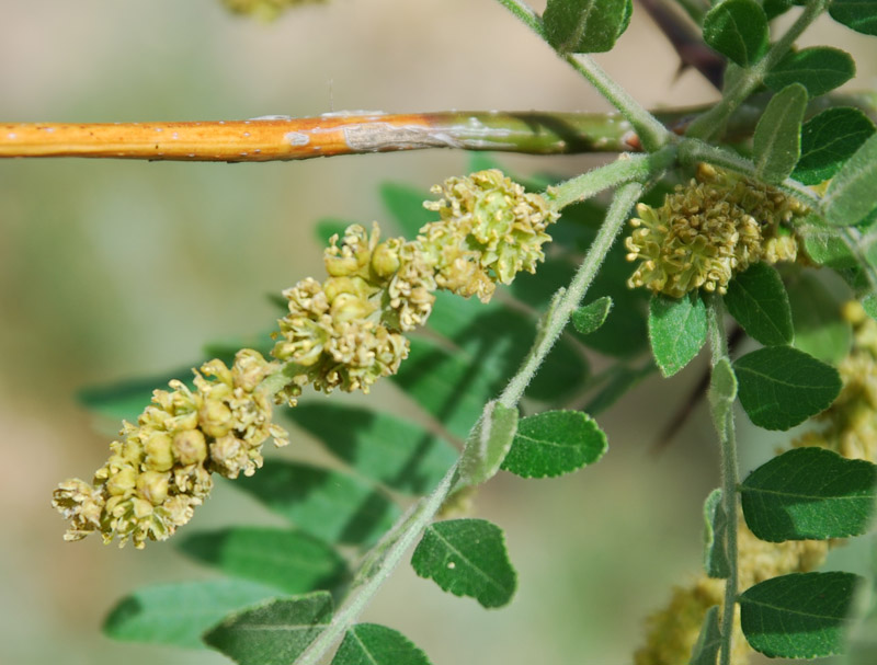 Изображение особи Gleditsia triacanthos.