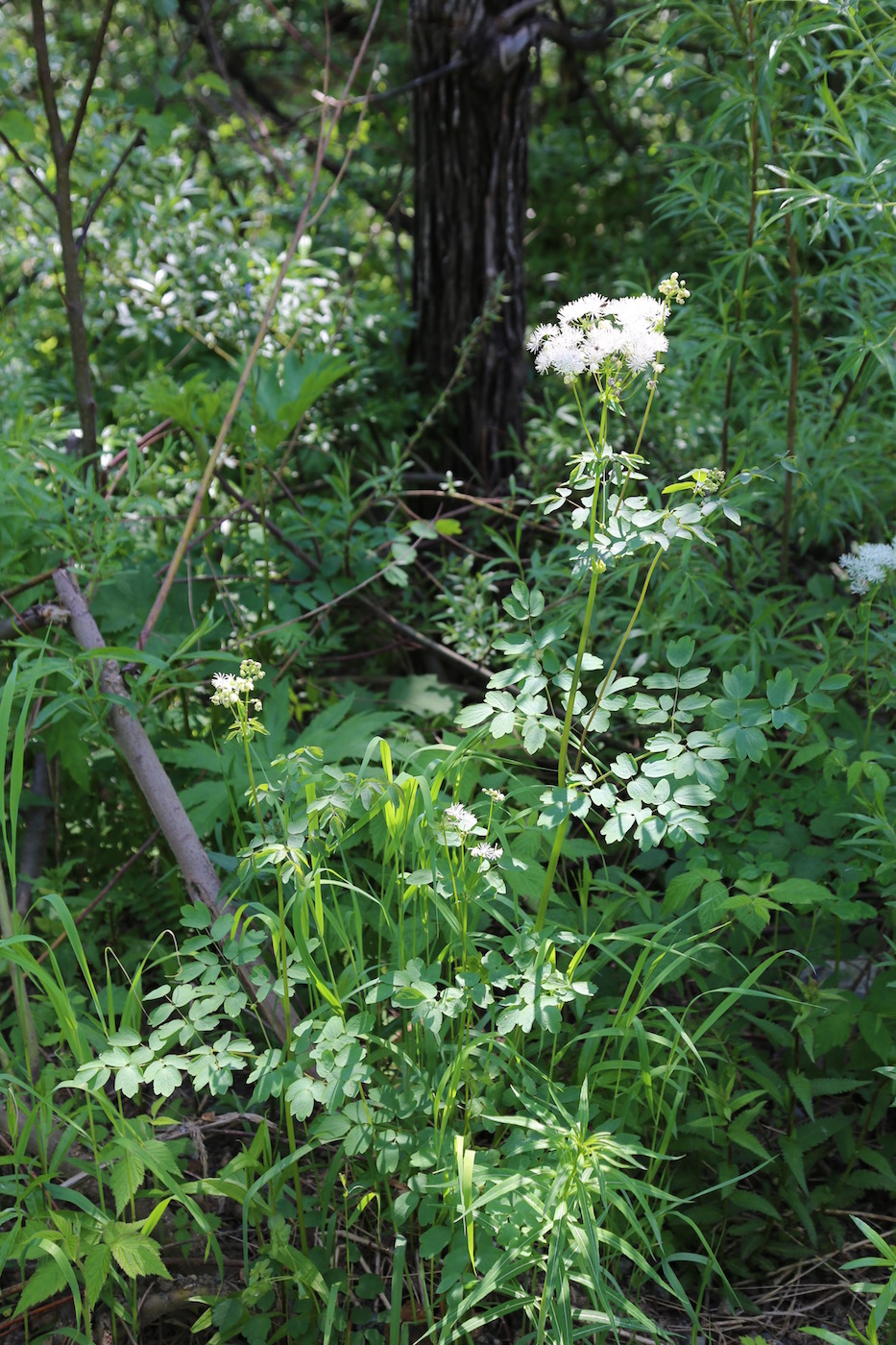 Изображение особи Thalictrum contortum.