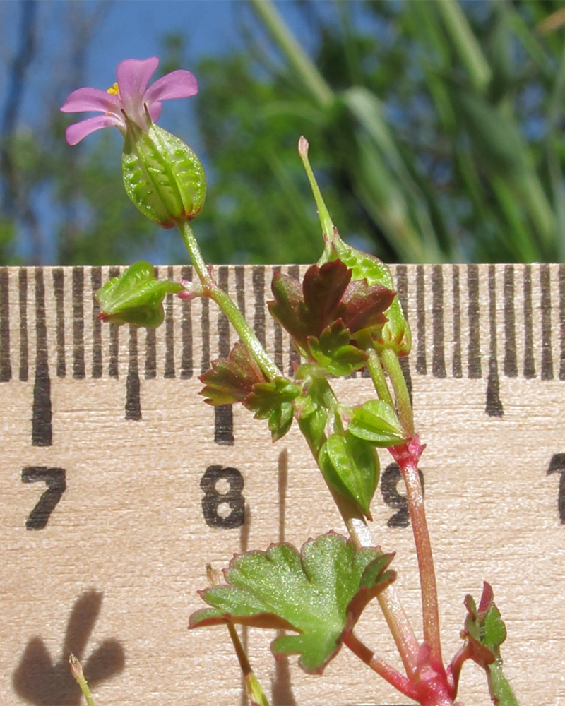 Image of Geranium lucidum specimen.