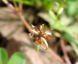 Geranium sibiricum