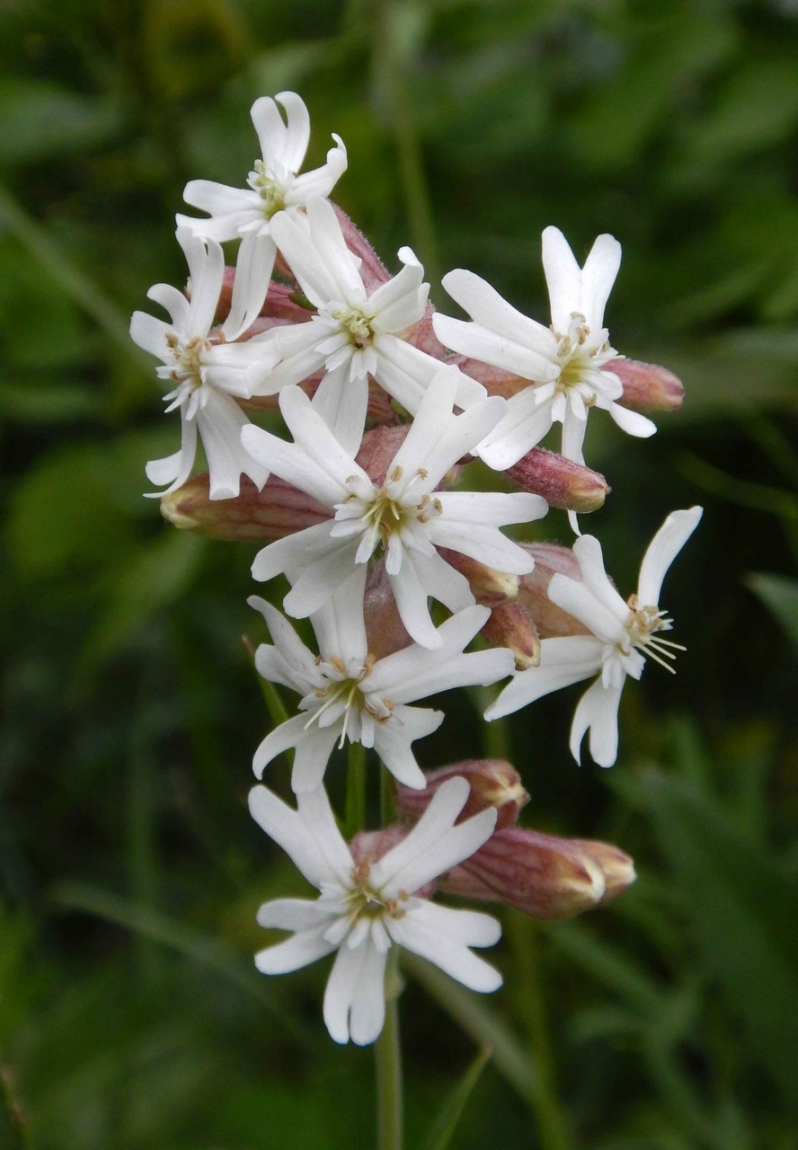 Image of Silene amoena specimen.