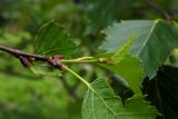 Betula pendula. Верхушка побега. Республика Адыгея, Майкопский р-н, Кавказский биосферный заповедник, восточное подножие горы Фишт, территория туристского приюта \"Фишт\", луг, выс. ок. 1590 м н.у.м. 15.07.2017.