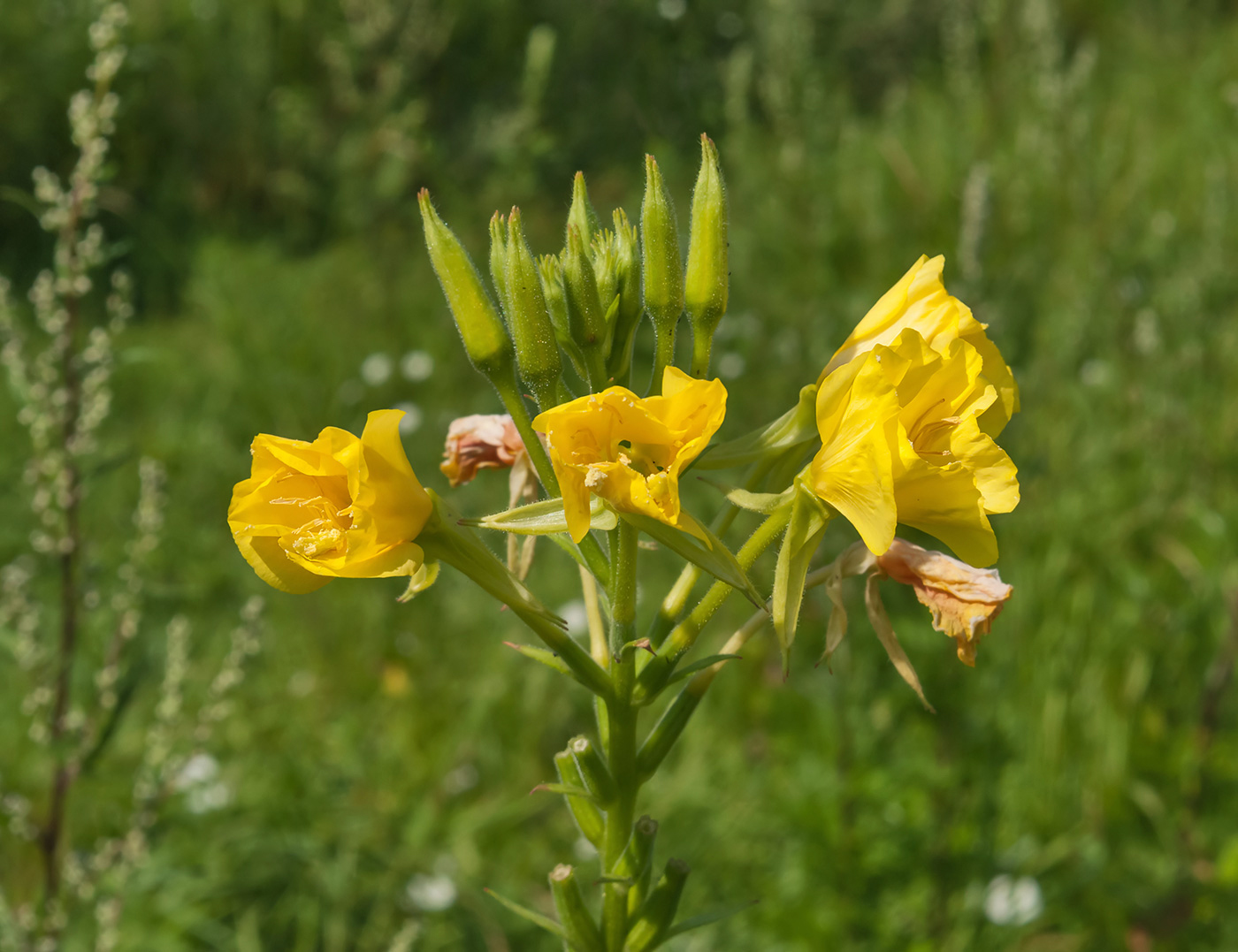 Image of Oenothera biennis specimen.