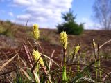 Carex ericetorum