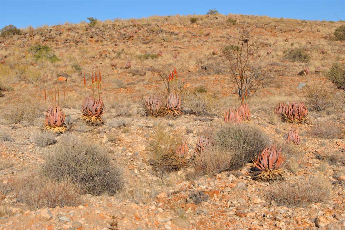 Изображение особи Aloe gariepensis.