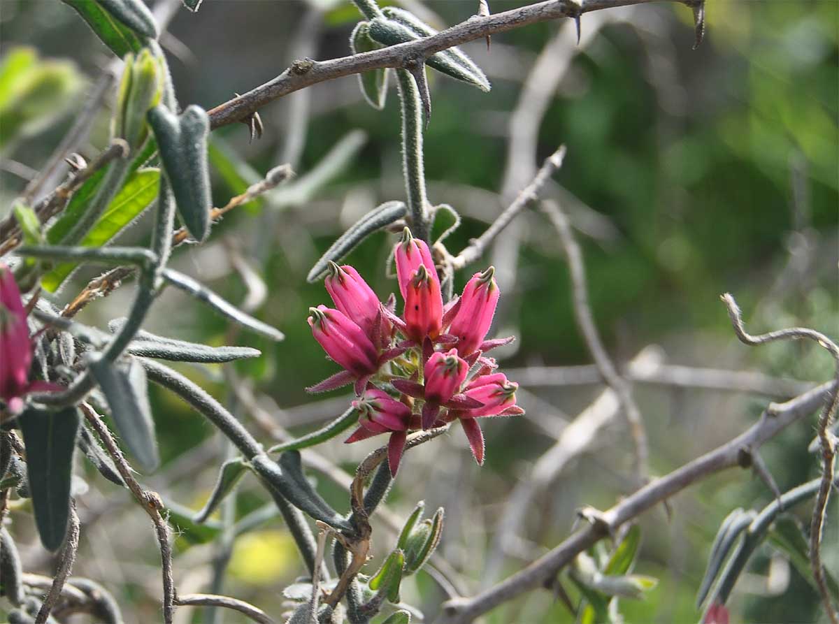 Image of Microloma sagittatum specimen.