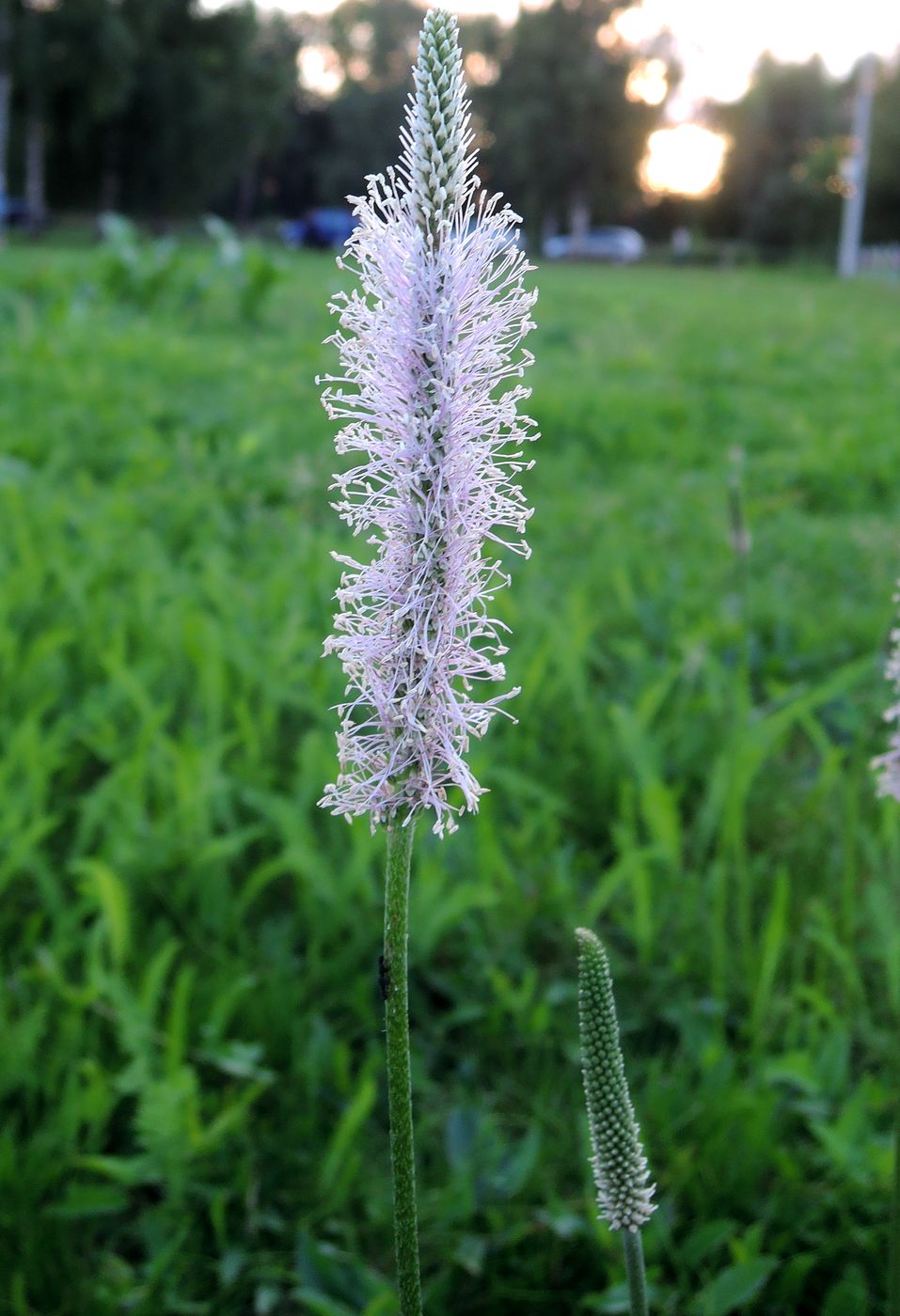 Image of Plantago media specimen.