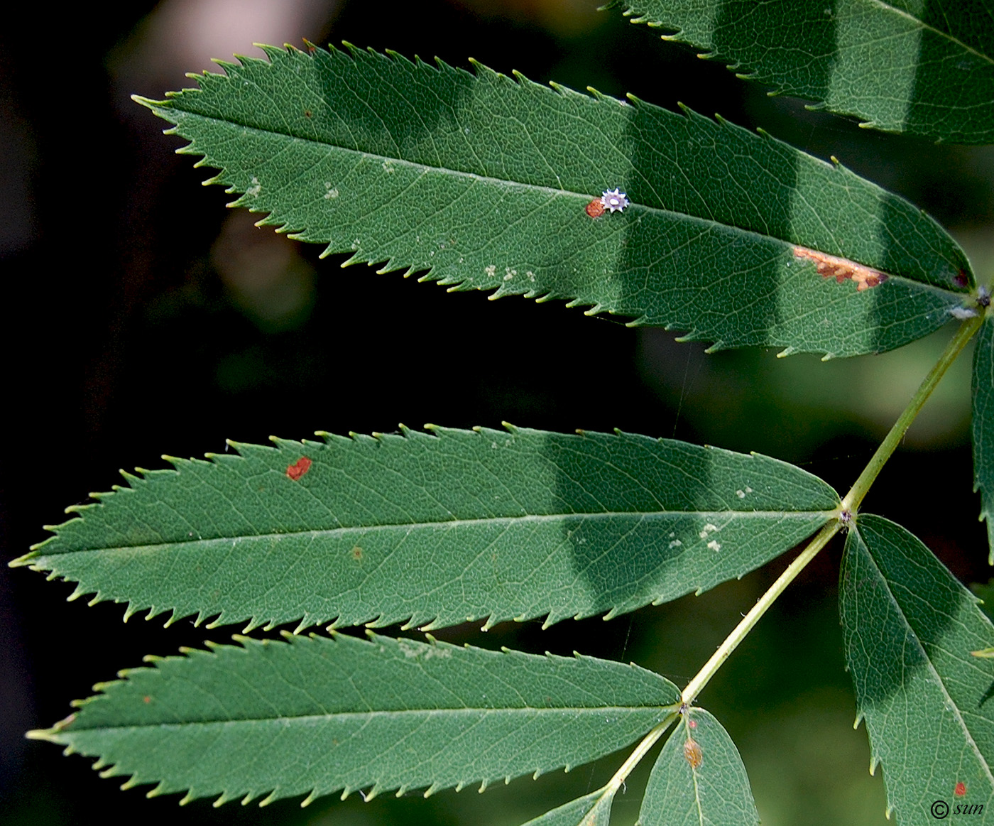 Изображение особи Sorbus domestica.