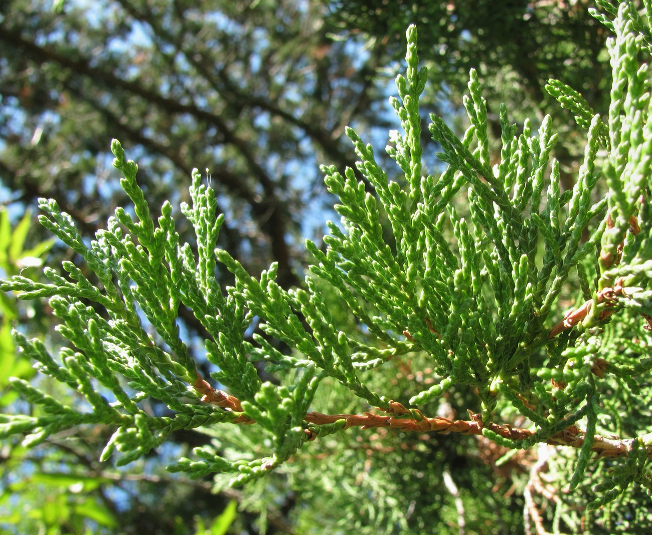 Изображение особи Juniperus foetidissima.