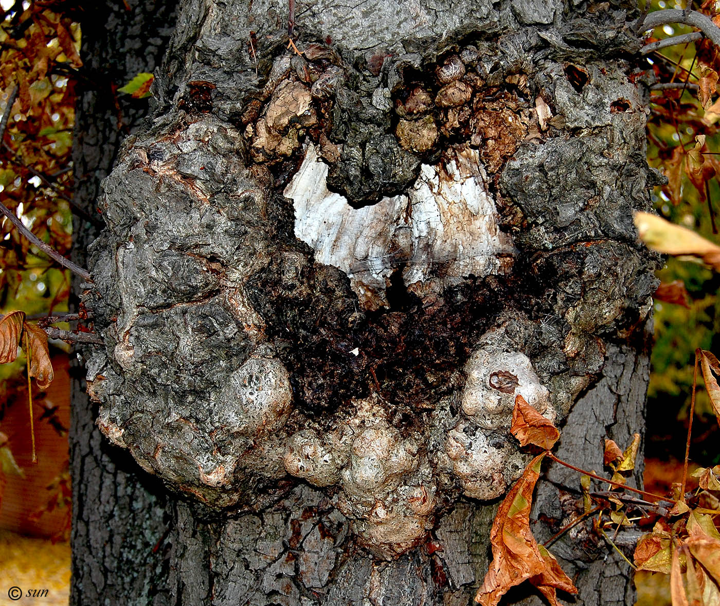 Image of Aesculus hippocastanum specimen.