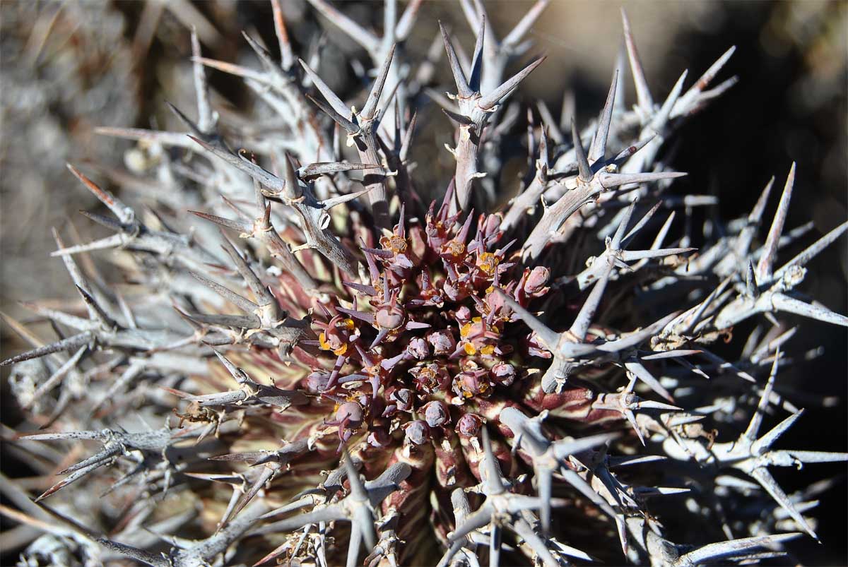 Изображение особи Euphorbia pillansii.