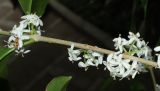 Osmanthus × fortunei