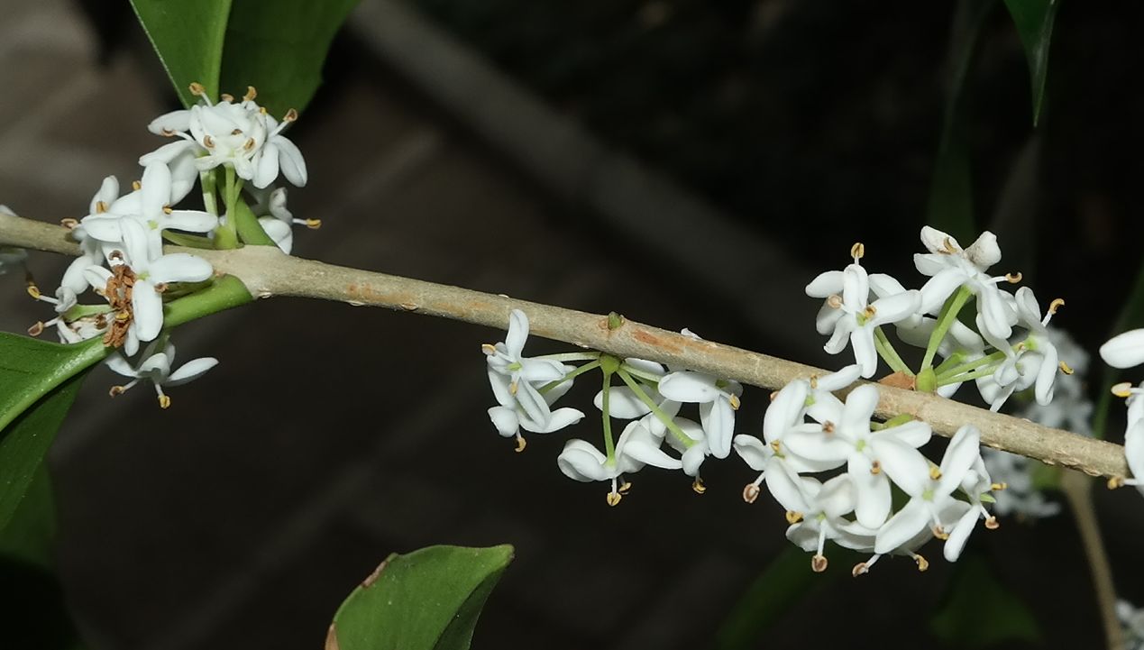 Изображение особи Osmanthus × fortunei.