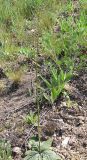 Verbascum phoeniceum