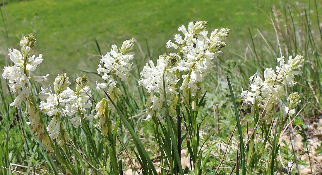 Изображение особи Polygala major.