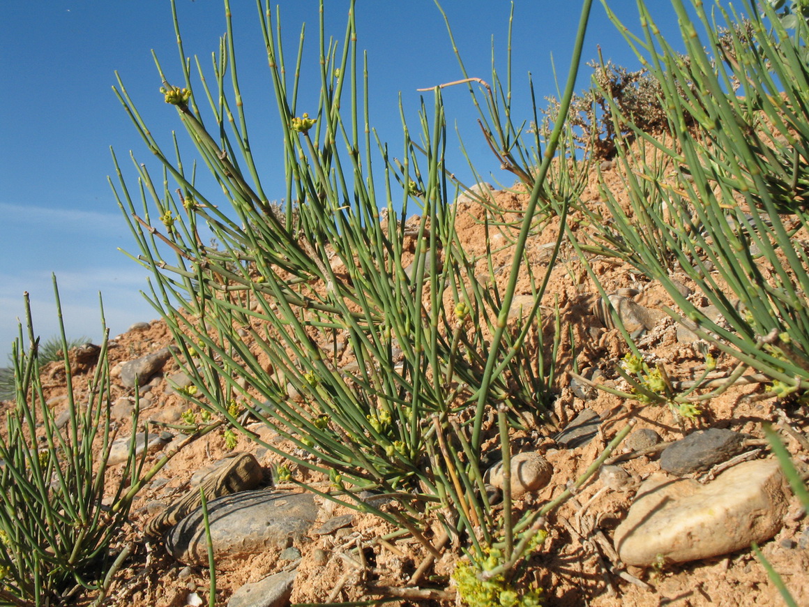 Image of Ephedra lomatolepis specimen.