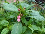 Impatiens glandulifera. Верхушка цветущего растения. Якутия, Алданский р-н, г. Томмот, правый берег р. Алдан, во дворе. 23.07.2016.