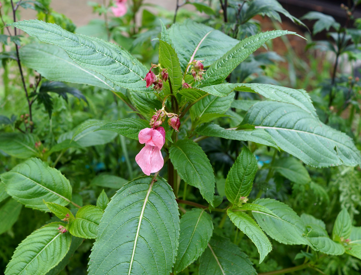 Image of Impatiens glandulifera specimen.