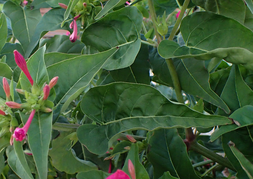 Image of Mirabilis jalapa specimen.