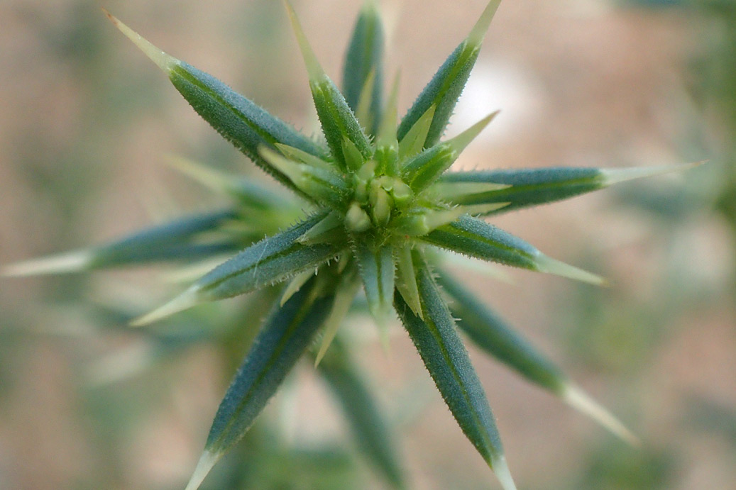 Изображение особи Salsola tragus.