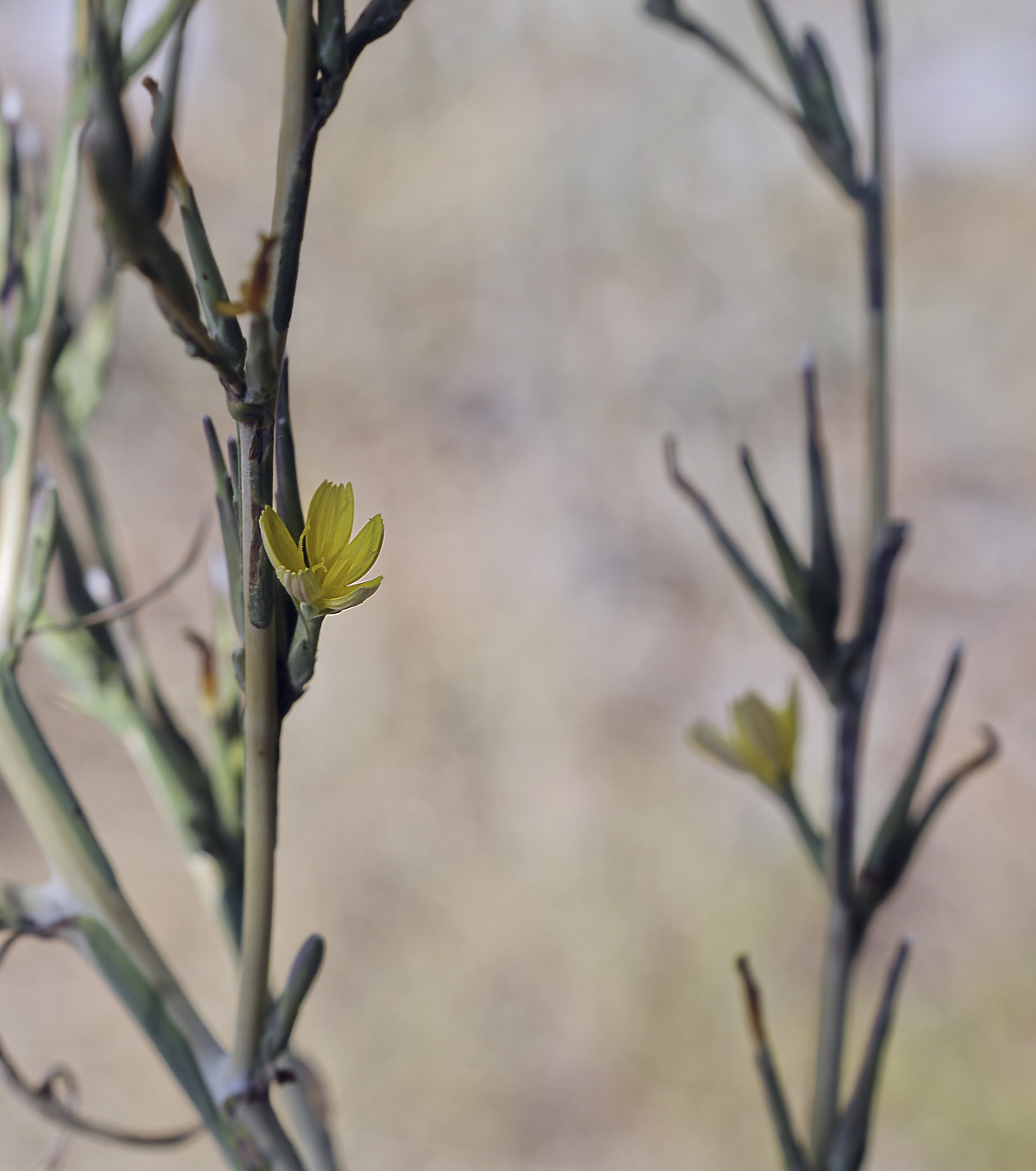 Image of Scariola viminea specimen.