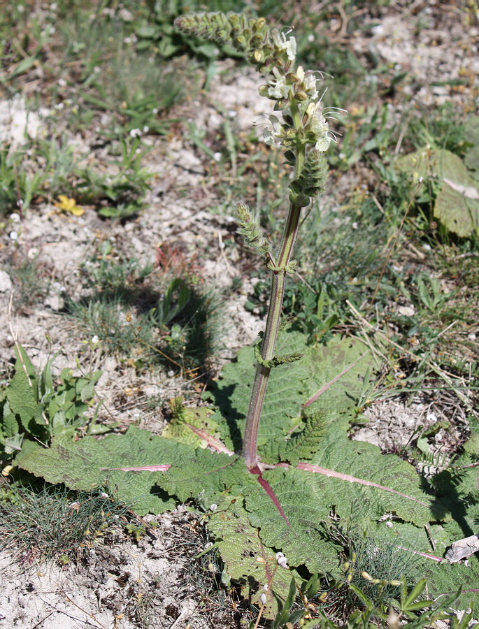 Image of Salvia austriaca specimen.