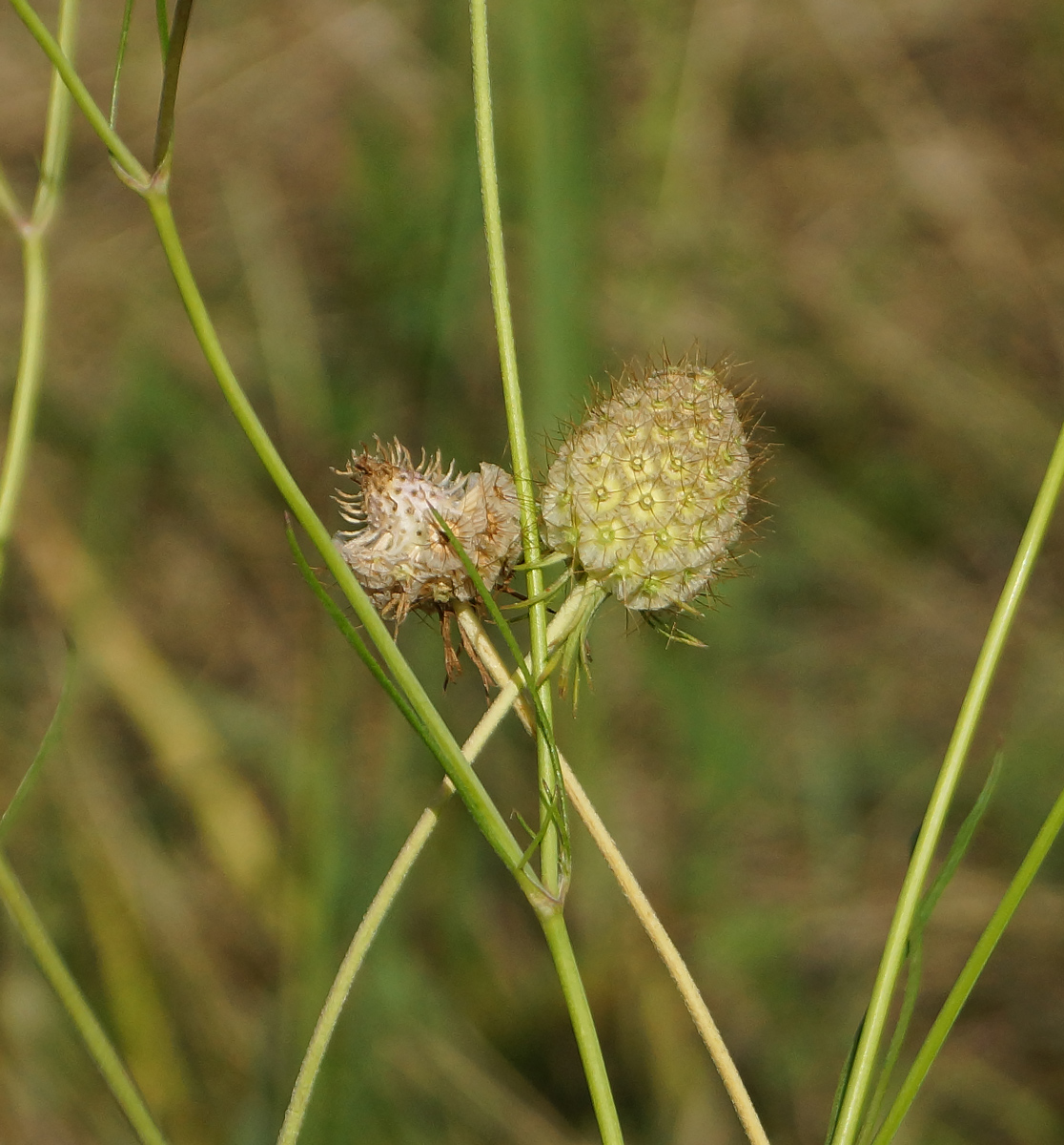 Изображение особи Scabiosa ochroleuca.