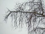 Populus × rasumowskiana. Характерные свисающие ветви покоящегося зимой взрослого дерева. Москва, в культуре. 21.01.2018.