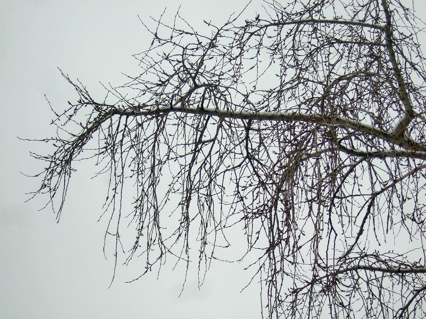 Image of Populus &times; rasumowskiana specimen.