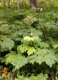 Heracleum lanatum. Плодоносящее растение. Камчатский край, Петропавловск-Камчатский, Никольская сопка, залесенная часть со стороны города. 16.08.2016.