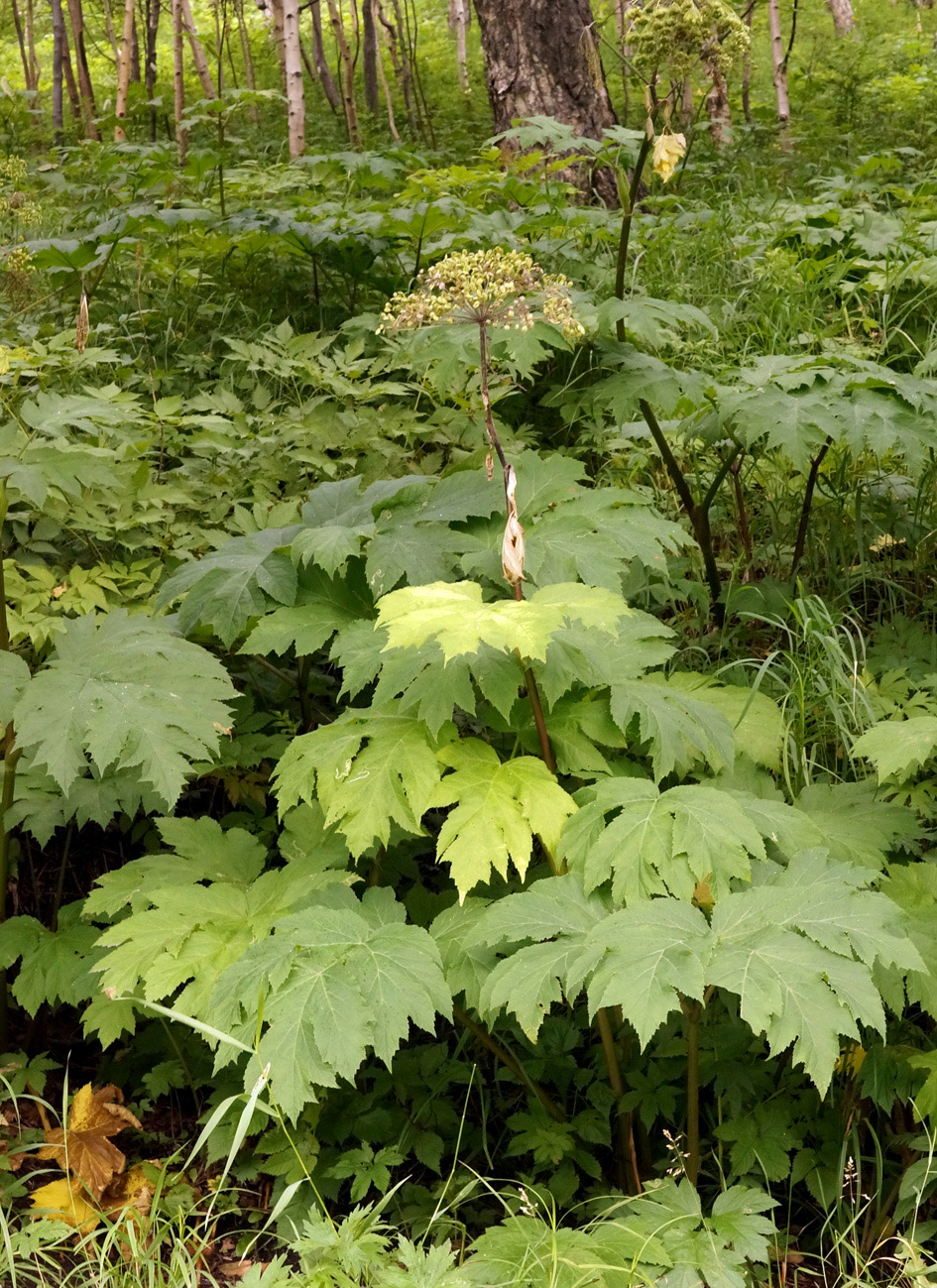 Изображение особи Heracleum lanatum.